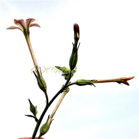  Inflorescence-Raceme